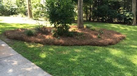 pinestraw installation by Perfect Image Landscaping